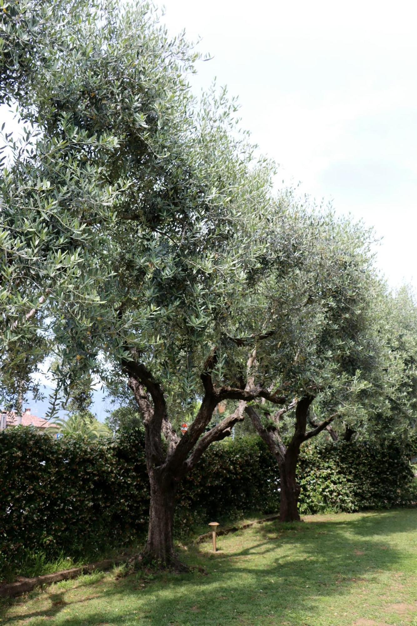 Il Toscanello Bed & Breakfast Lido di Camaiore